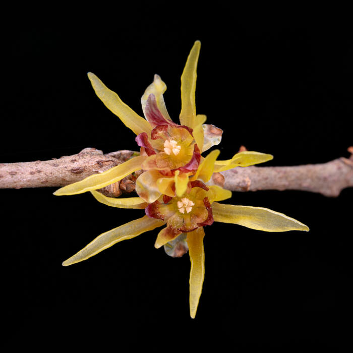 Chimonanthus praecox (wintersweet, Japanese allspice) reference photo 1