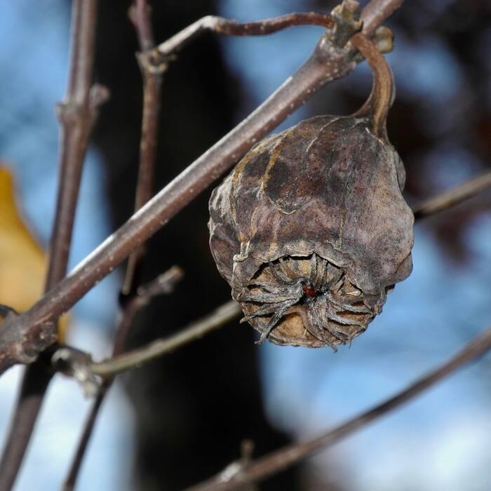Carolina allspice capsule reference