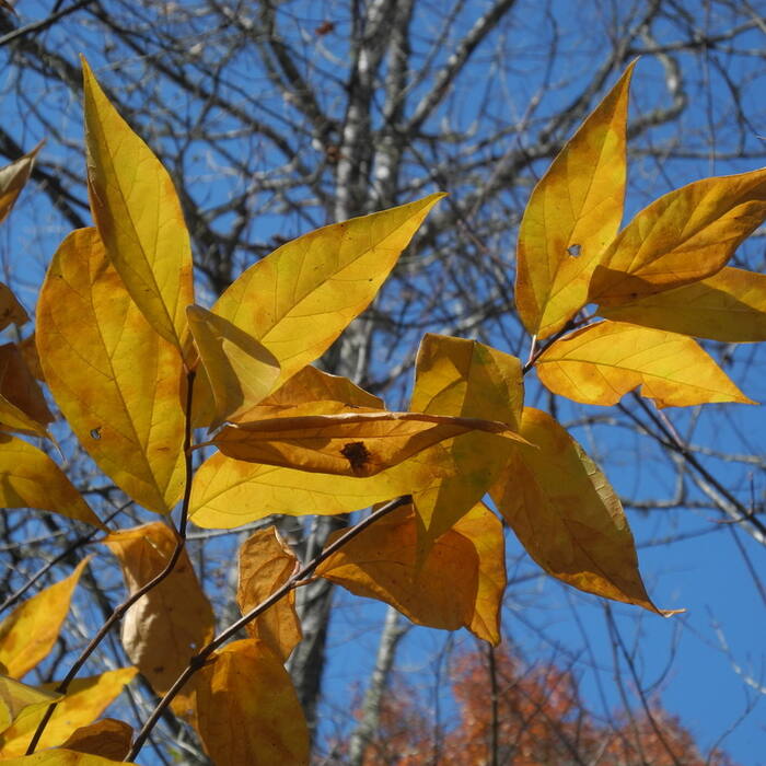 Carolina allspice fall reference