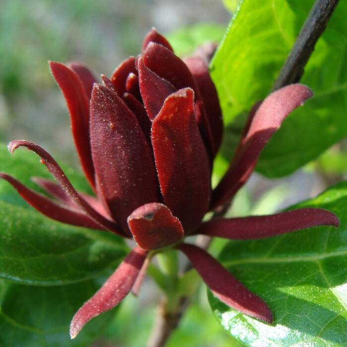 Carolina allspice