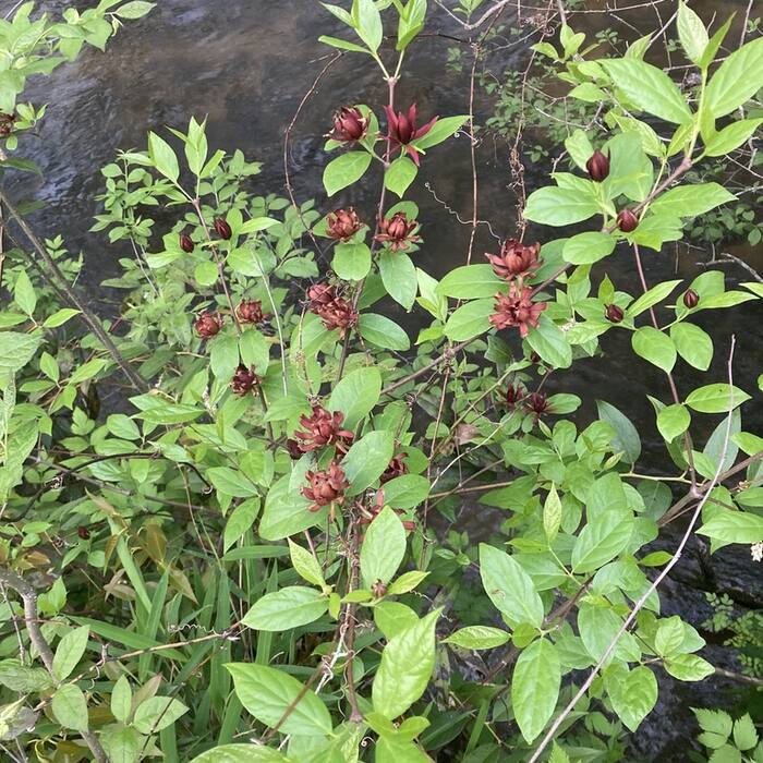 Carolina allspice habit reference