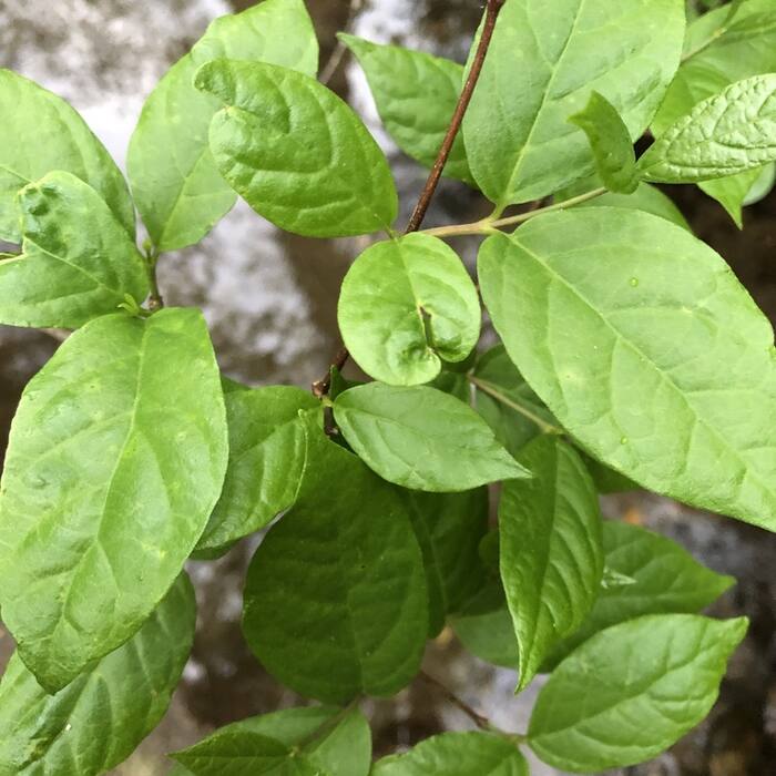 Carolina allspice leaf reference