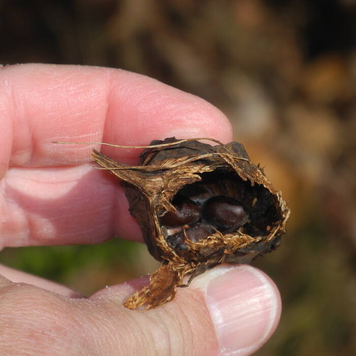 Carolina allspice seed reference