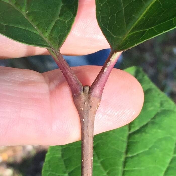 Carolina allspice stem reference