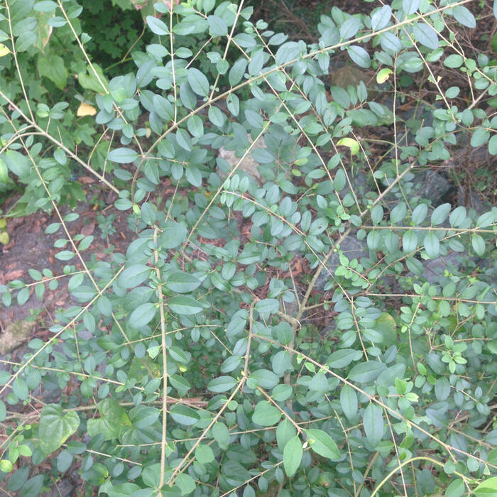 Ligustrum sinense (Chinese privet) reference photo 4