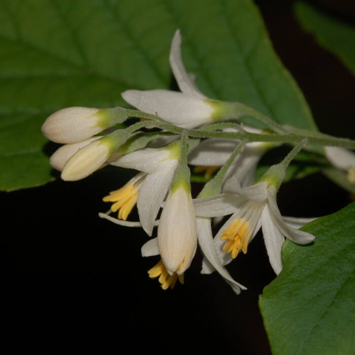 Styrax grandifolius (bigleaf snowbell) reference photo 2