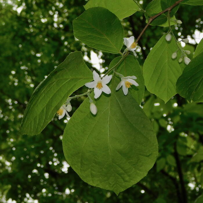 Styrax grandifolius (bigleaf snowbell) reference photo 1