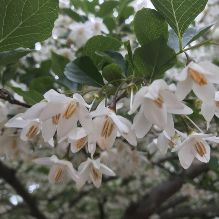 Styrax grandifolius (bigleaf snowbell) reference photo 3