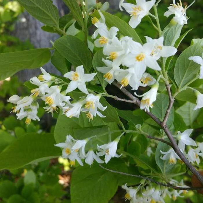 Styrax grandifolius (bigleaf snowbell) reference photo 4