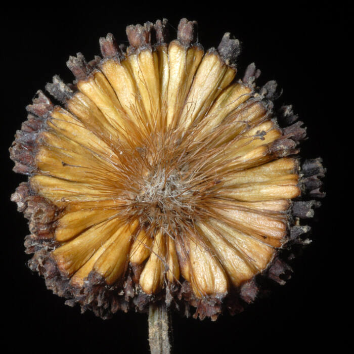 Cephalanthus occidentalis (buttonbush) reference photo 4