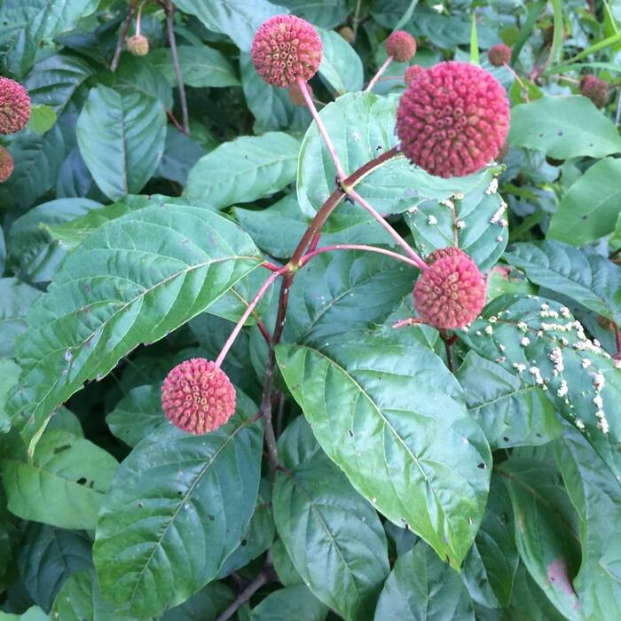 Cephalanthus occidentalis (buttonbush) reference photo 3