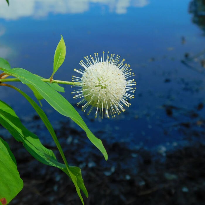 Cephalanthus occidentalis (buttonbush) reference photo 1
