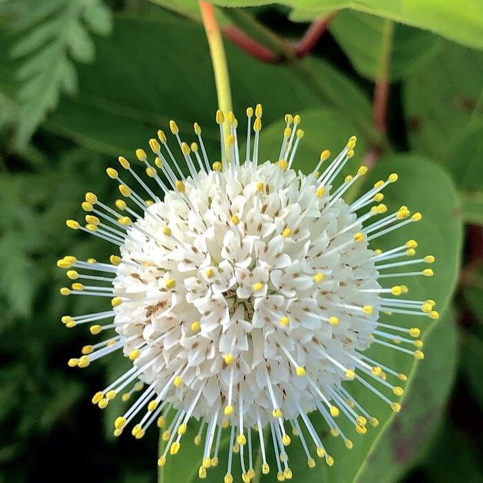 Cephalanthus occidentalis (buttonbush) reference photo 2