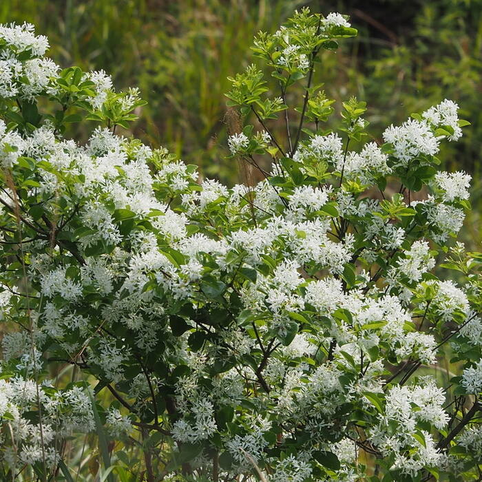 Chionanthus retusus (Chinese fringetree) reference photo 2