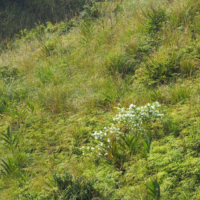 Chionanthus retusus (Chinese fringetree) reference photo 3