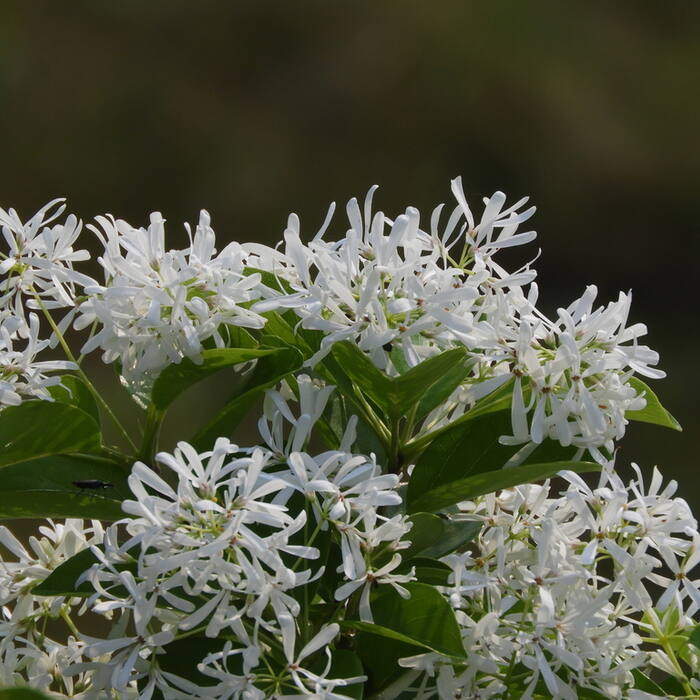 Chionanthus retusus (Chinese fringetree) reference photo 1