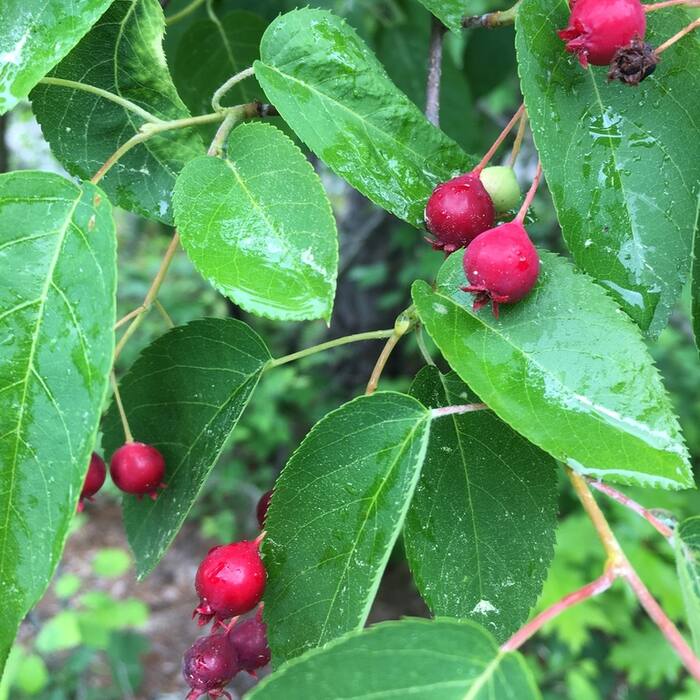 Amelanchier arborea (downy serviceberry) reference photo 2