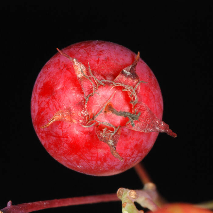 Amelanchier arborea (downy serviceberry) reference photo 3