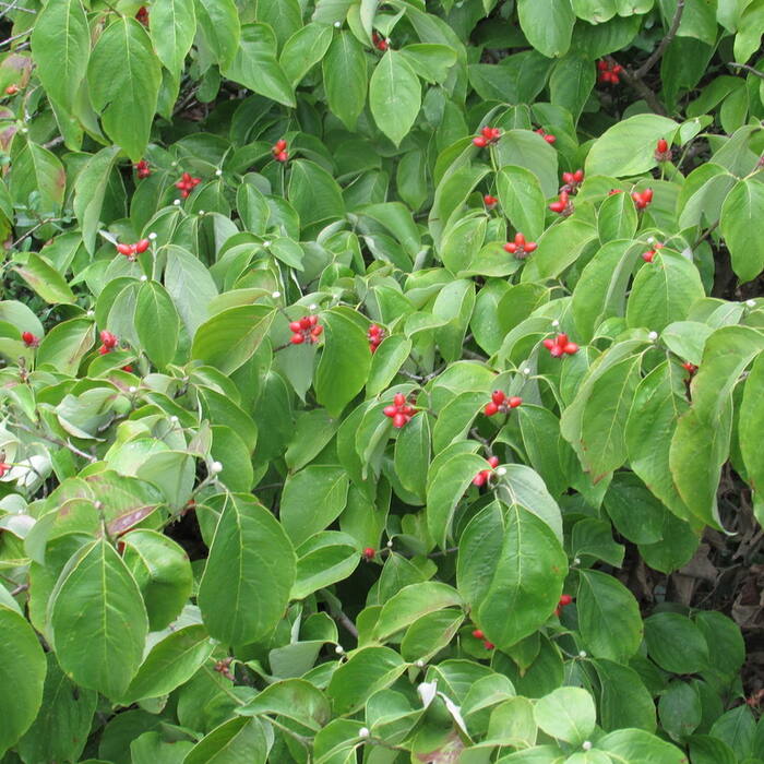 Cornus florida (flowering dogwood) reference photo 3