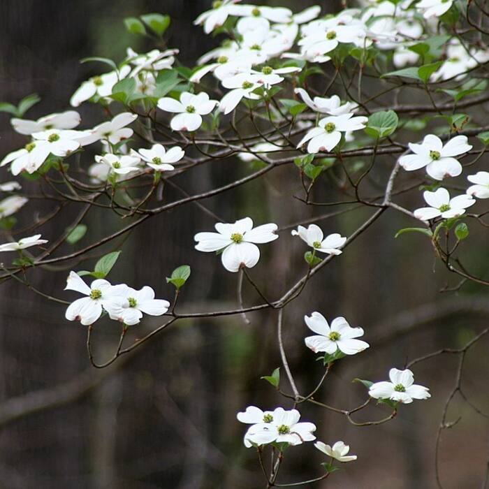 Cornus florida (flowering dogwood) reference photo 2