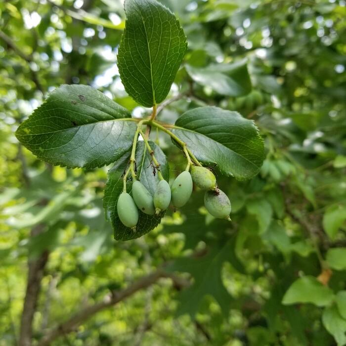Viburnum rufidulum (rusty blackhaw) reference photo 4