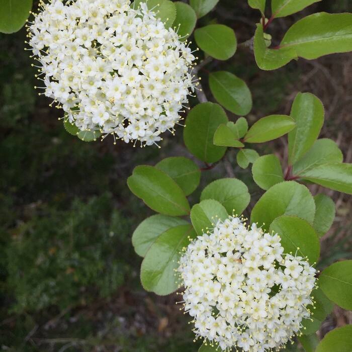 Viburnum rufidulum (rusty blackhaw) reference photo 1