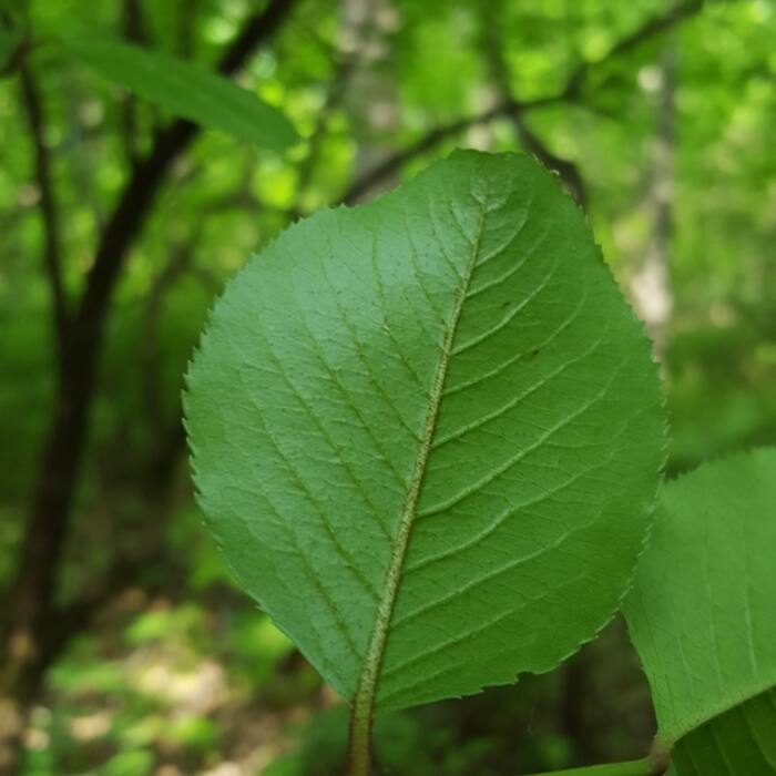 Viburnum rufidulum (rusty blackhaw) reference photo 2