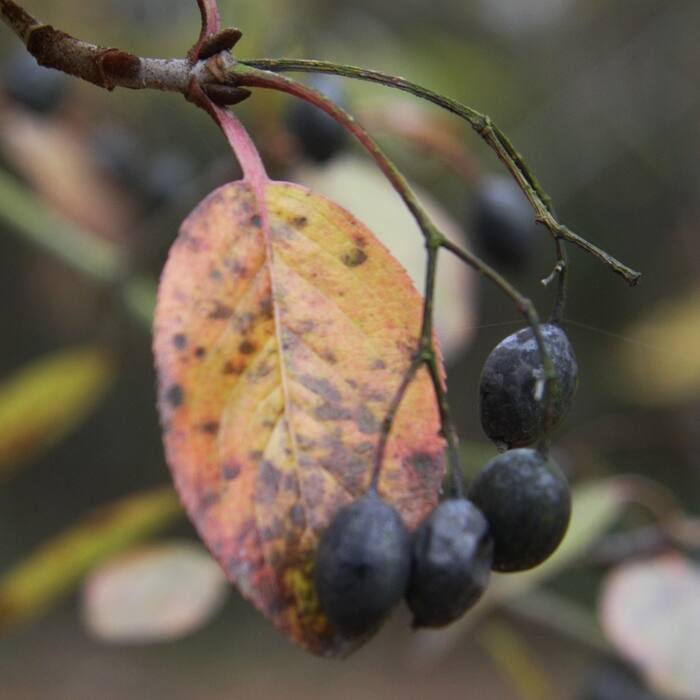 Viburnum rufidulum (rusty blackhaw) reference photo 3