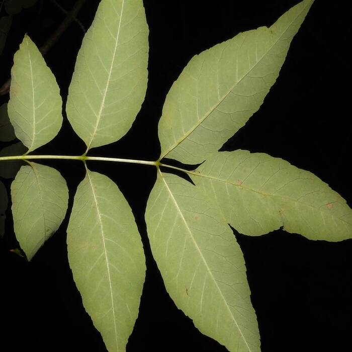 Fraxinus americana (white ash) reference photo 2