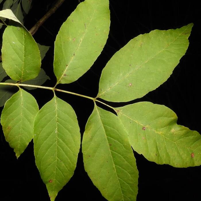 Fraxinus americana (white ash) reference photo 1
