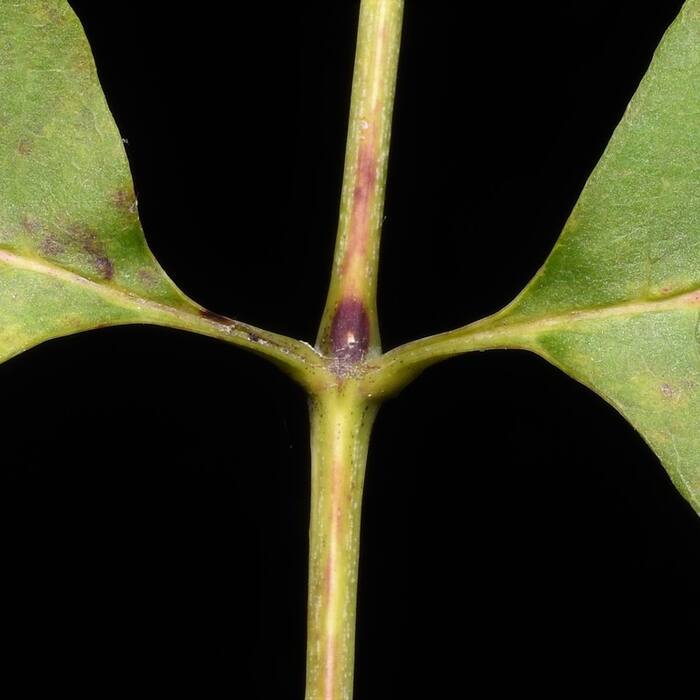 Fraxinus americana (white ash) reference photo 4