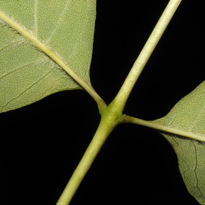 Fraxinus americana (white ash) reference photo 3