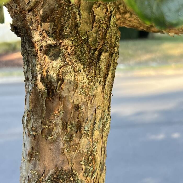 White fringetree bark reference