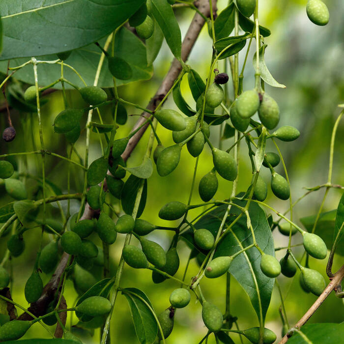 White fringetree drupes reference