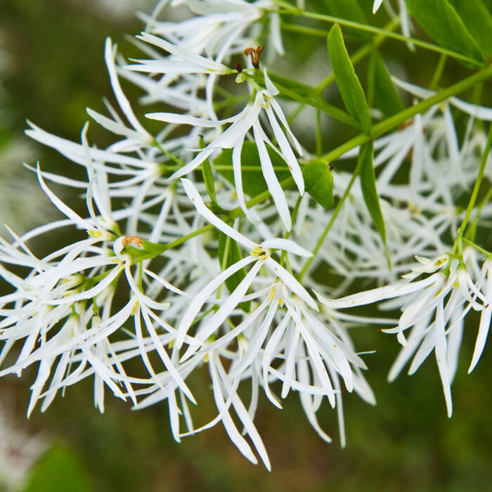 White fringetree flower reference