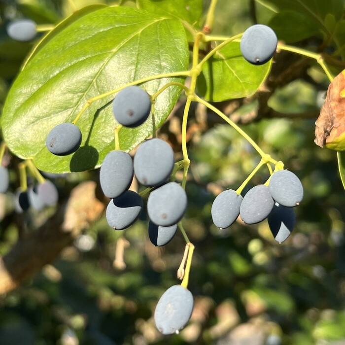 White fringetree fruit reference