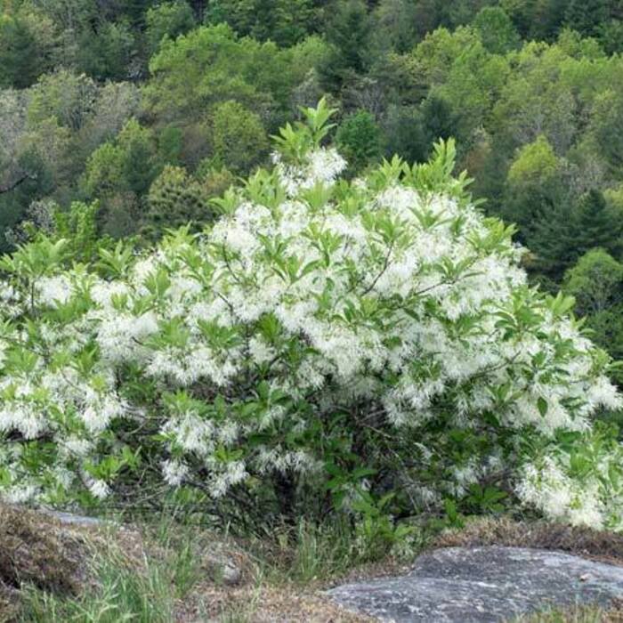 White fringetree habit reference