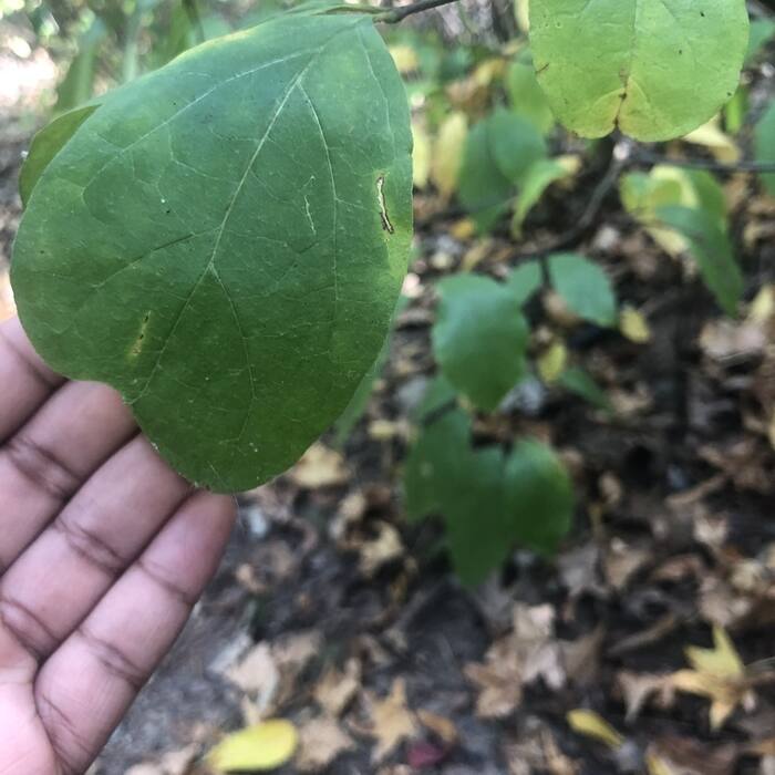 White fringetree leaf reference