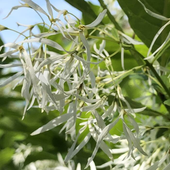 White fringetree