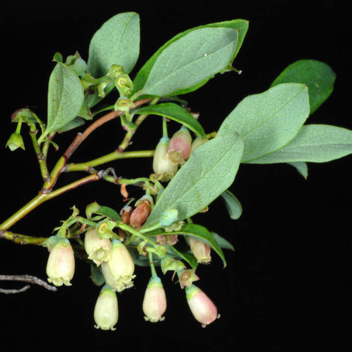 Vaccinium pallidum (hillside lowbush blueberry) reference photo 1