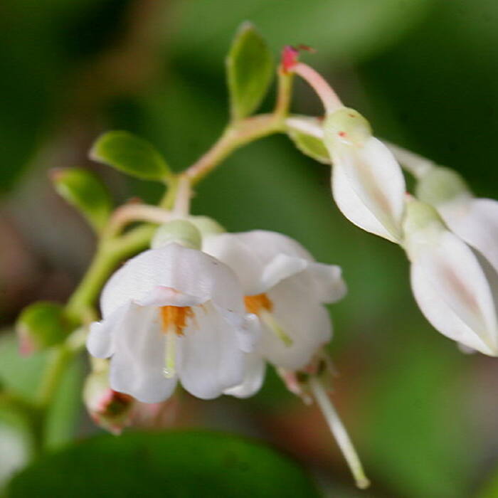 Vaccinium arboreum (sparkleberry) reference photo 4