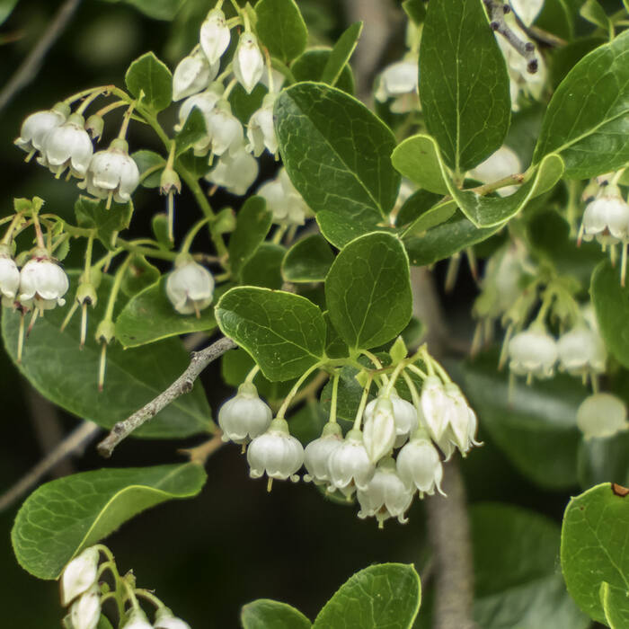Vaccinium arboreum (sparkleberry) reference photo 2