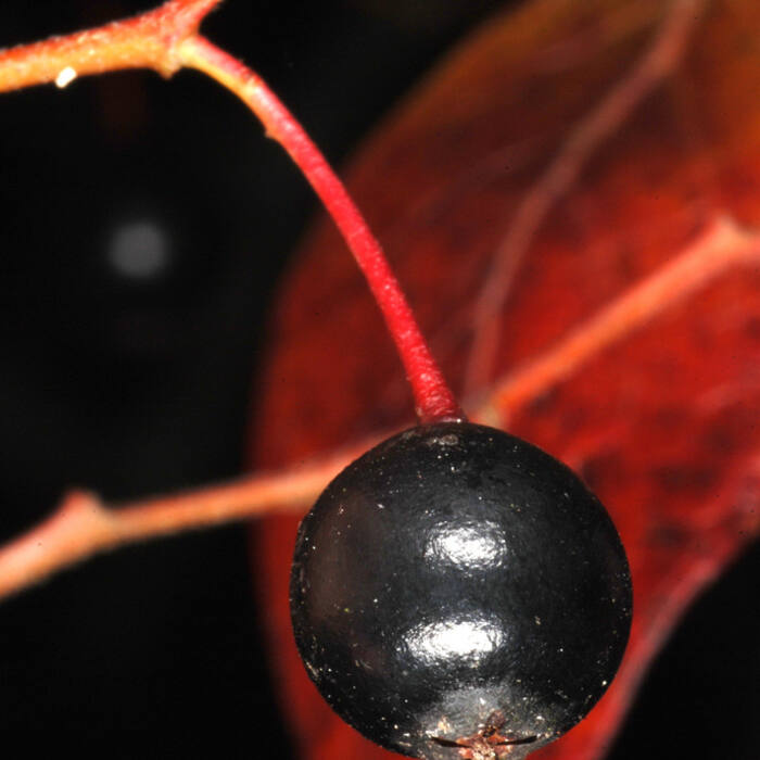 Vaccinium arboreum (sparkleberry) reference photo 3
