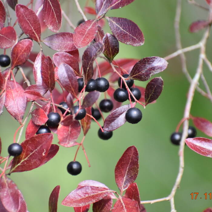 Vaccinium arboreum (sparkleberry) reference photo 1