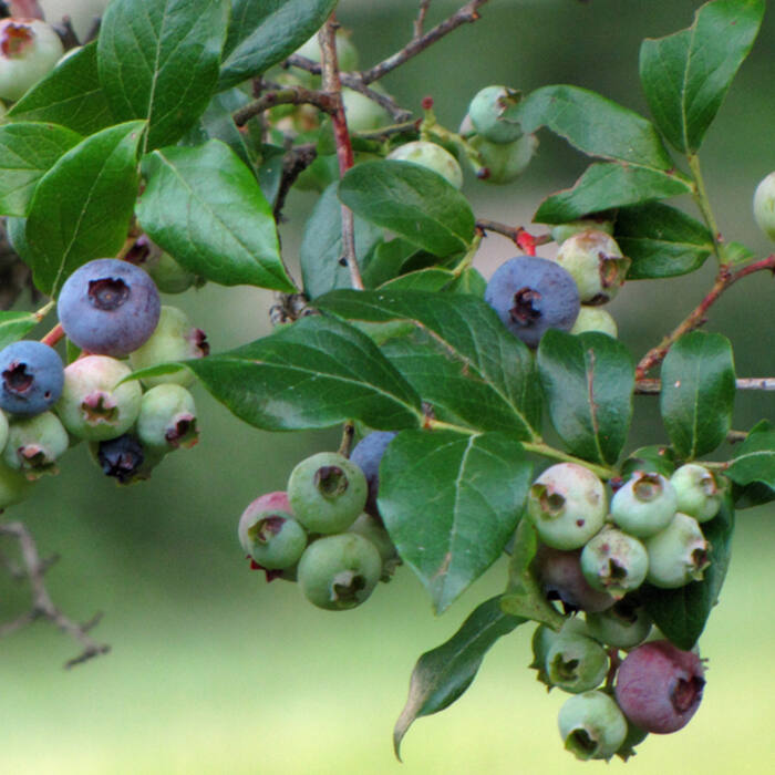 Vaccinium corymbosum (highbush blueberry) reference photo 3
