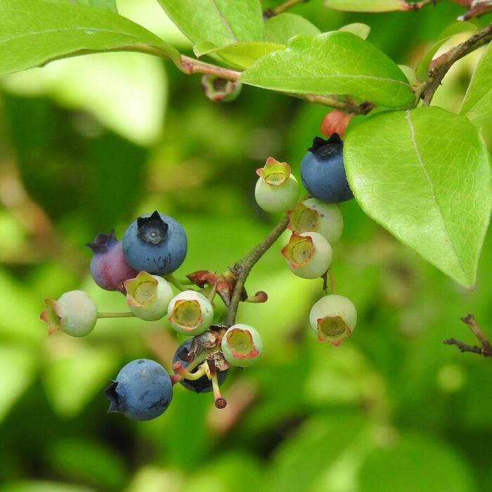 Vaccinium corymbosum (highbush blueberry) reference photo 1