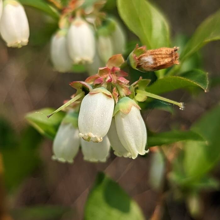 Vaccinium corymbosum (highbush blueberry) reference photo 2