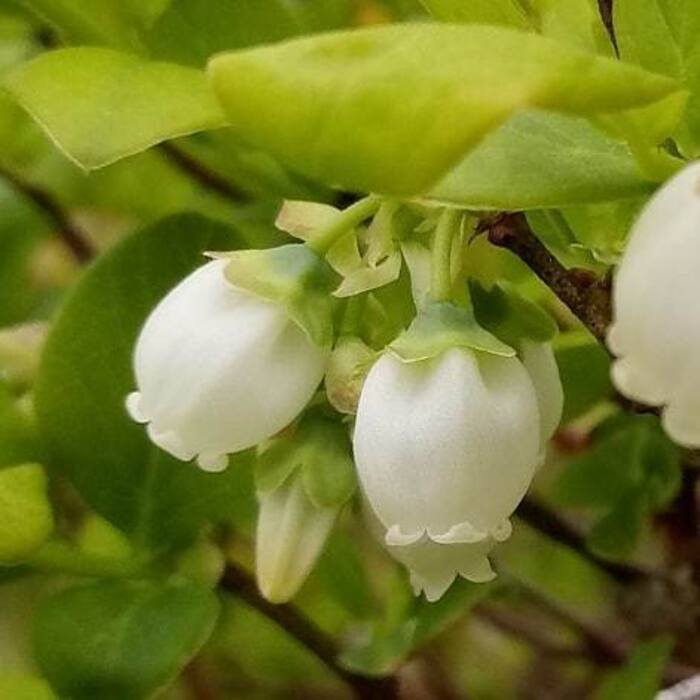 Vaccinium corymbosum (highbush blueberry) reference photo 4