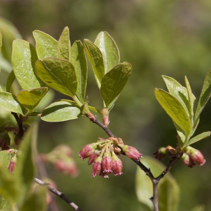 Gaylussacia baccata (black huckleberry) reference photo 1