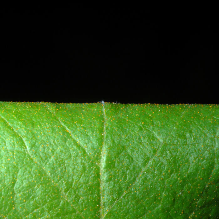 Gaylussacia baccata (black huckleberry) reference photo 3